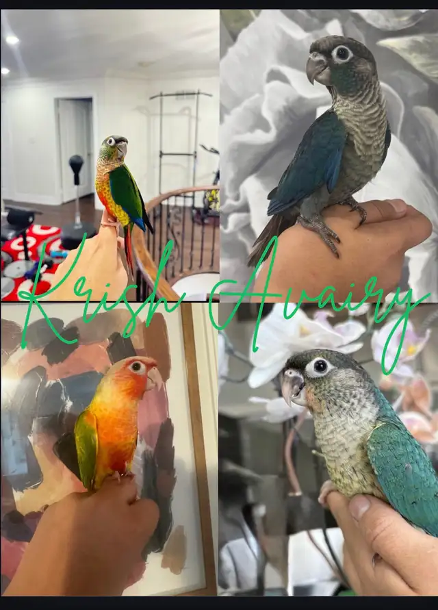 Baby Conures