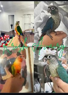 Baby Conures