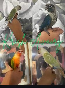 Baby Conures - Photo 2