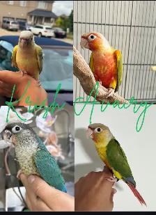 Baby Conures - Photo 3