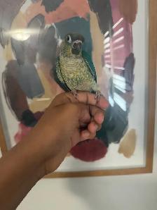 Baby Conures - Photo 5