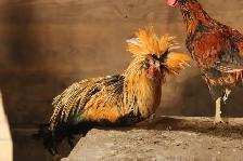 Polish chicks and chickens