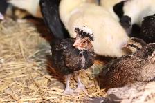 Polish chicks and chickens - Photo 2