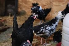 Polish chicks and chickens - Photo 3
