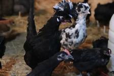 Polish chicks and chickens - Photo 4