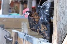 Polish chicks and chickens - Photo 5