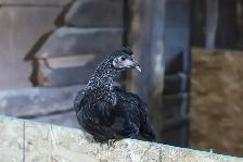 Polish chicks and chickens - Photo 6