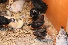 Polish chicks and chickens - Photo 8
