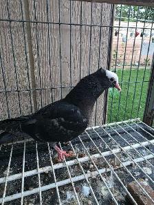 Muki pigeon for sale