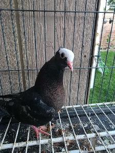 Muki pigeon for sale - Photo 2
