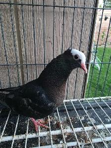 Muki pigeon for sale - Photo 3