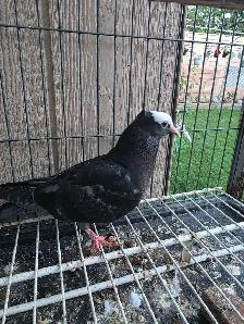 Muki pigeon for sale - Photo 4