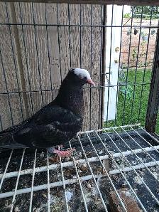 Muki pigeon for sale - Photo 5