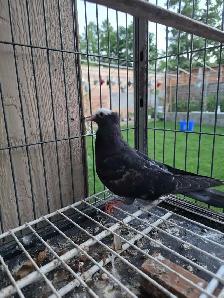 Muki pigeon for sale - Photo 6