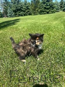 Reacued Kitties (dewormed)