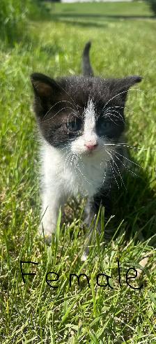 Reacued Kitties (dewormed) - Photo 2
