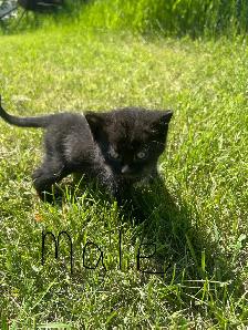 Reacued Kitties (dewormed) - Photo 3