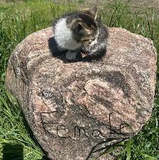 Reacued Kitties (dewormed) - Photo 4