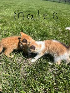 Reacued Kitties (dewormed) - Photo 5