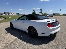 2019 Ford Mustang GT Premium Convertible / Showstopper Red Inter - Photo 5