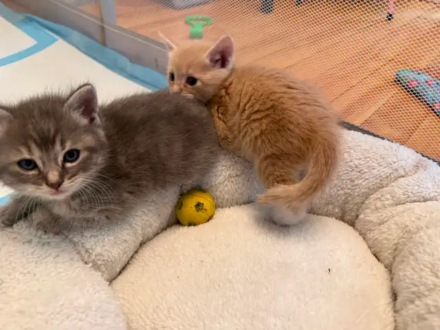 4 Female kittens ready soon