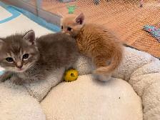 4 Female kittens ready soon