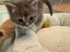 4 Female kittens ready soon - Photo 2