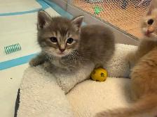 4 Female kittens ready soon - Photo 3