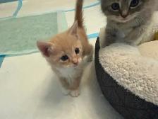 4 Female kittens ready soon - Photo 4