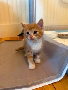 4 Female kittens ready soon - Photo 5
