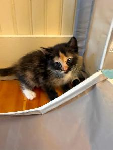 4 Female kittens ready soon - Photo 6