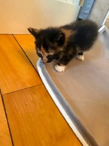 4 Female kittens ready soon - Photo 7