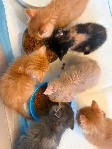 4 Female kittens ready soon - Photo 8