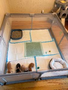 4 Female kittens ready soon - Photo 9
