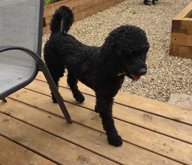 small standard poodle