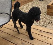 small standard poodle