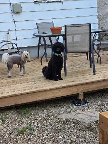 small standard poodle - Photo 2