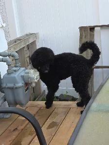 small standard poodle - Photo 3