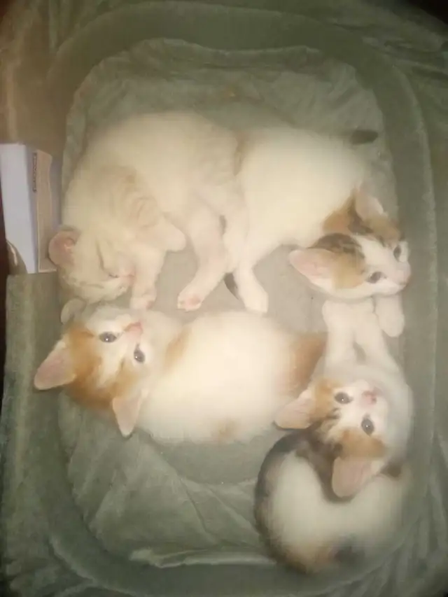 kittens 7 weeks old