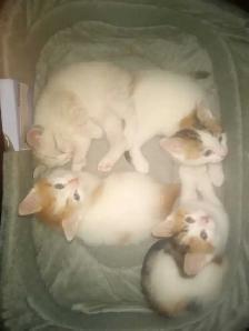 kittens 7 weeks old