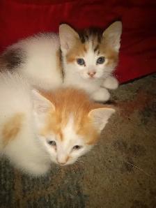 kittens 7 weeks old - Photo 2