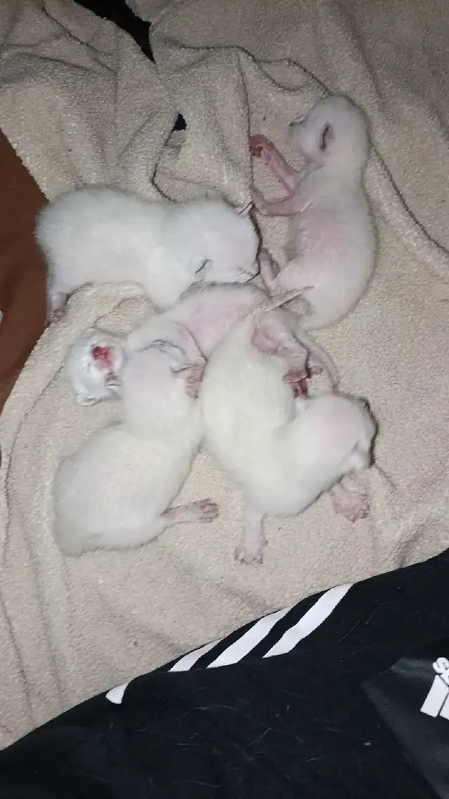 LAST FEMALE SIAMESE SPAYED