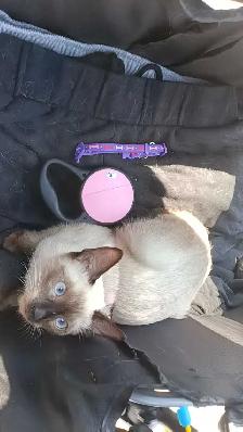 LAST FEMALE SIAMESE SPAYED - Photo 7