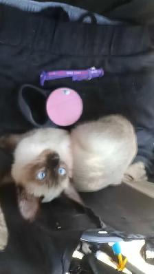 LAST FEMALE SIAMESE SPAYED - Photo 8