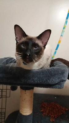 LAST FEMALE SIAMESE SPAYED - Photo 10