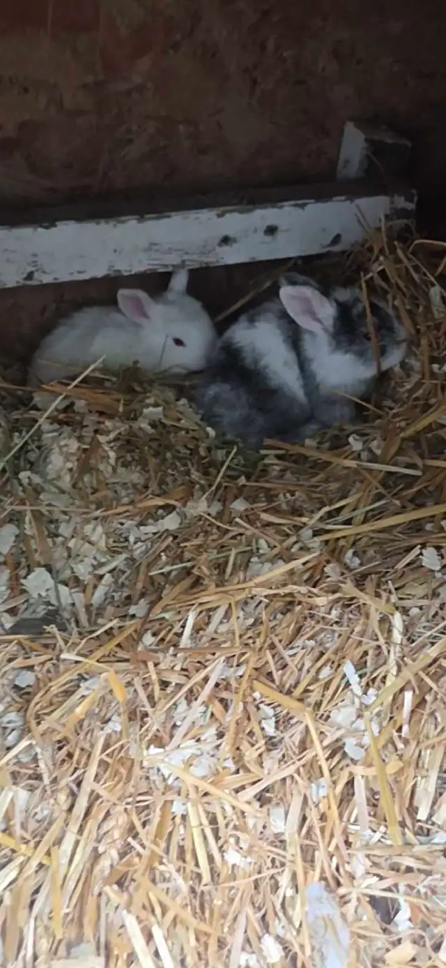 Baby Rabbits looking for new home