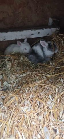 Baby Rabbits looking for new home