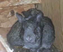 Baby Rabbits looking for new home - Photo 2