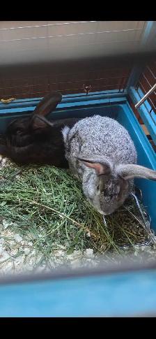 Baby Rabbits looking for new home - Photo 3