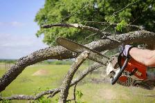 NOW HIRING Tree Service workers with valid driver license - Photo 2